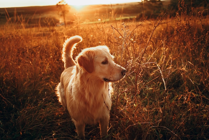 hundetraining leverkusen