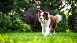 hundetraining übungen