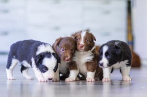 hundebegegnung trainieren