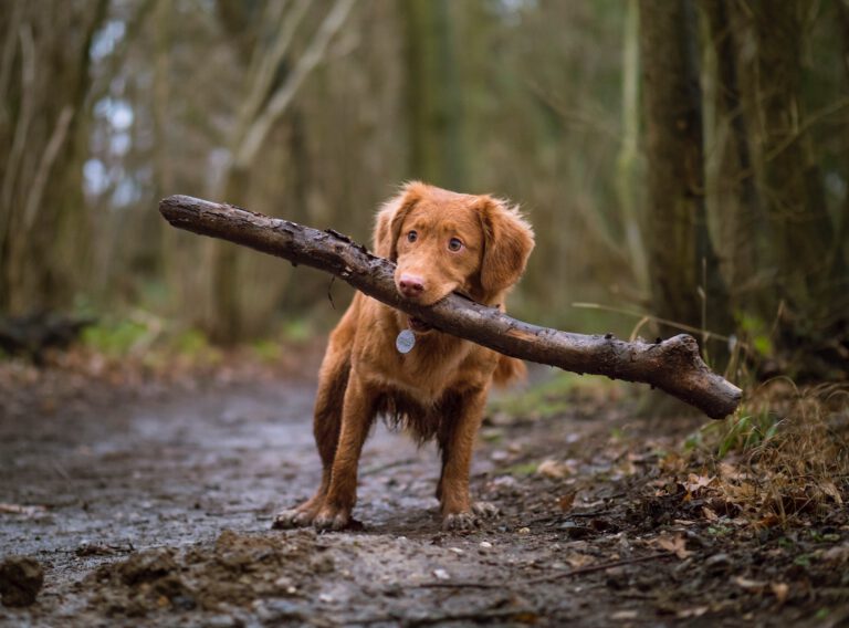 hundeschule leverkusen