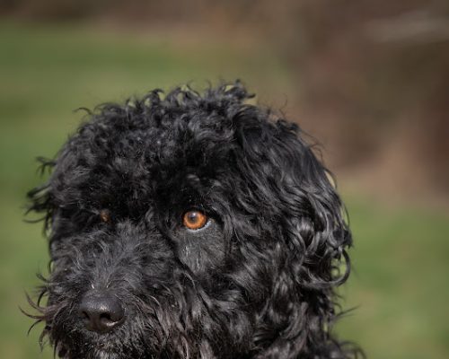 hundeschule leverkusen