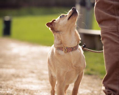 hundeschule leverkusen