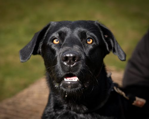 hundeschule leverkusen